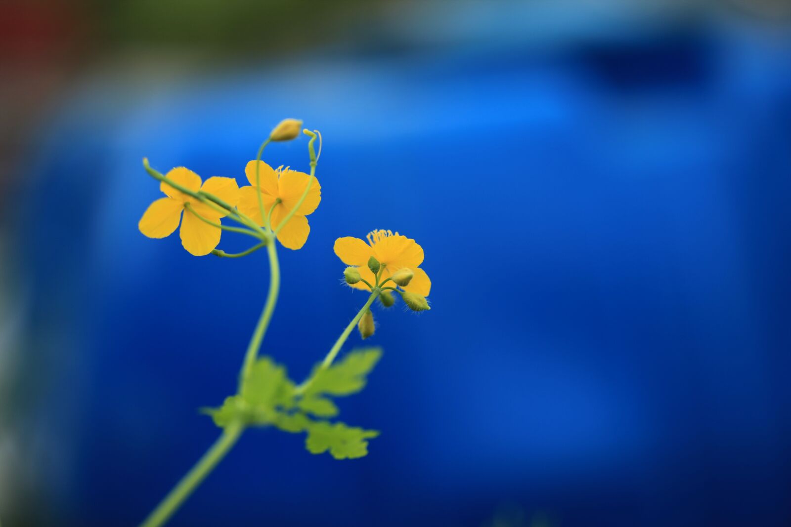 Canon EOS 5D Mark II sample photo. Celandine, flowers, nature photography