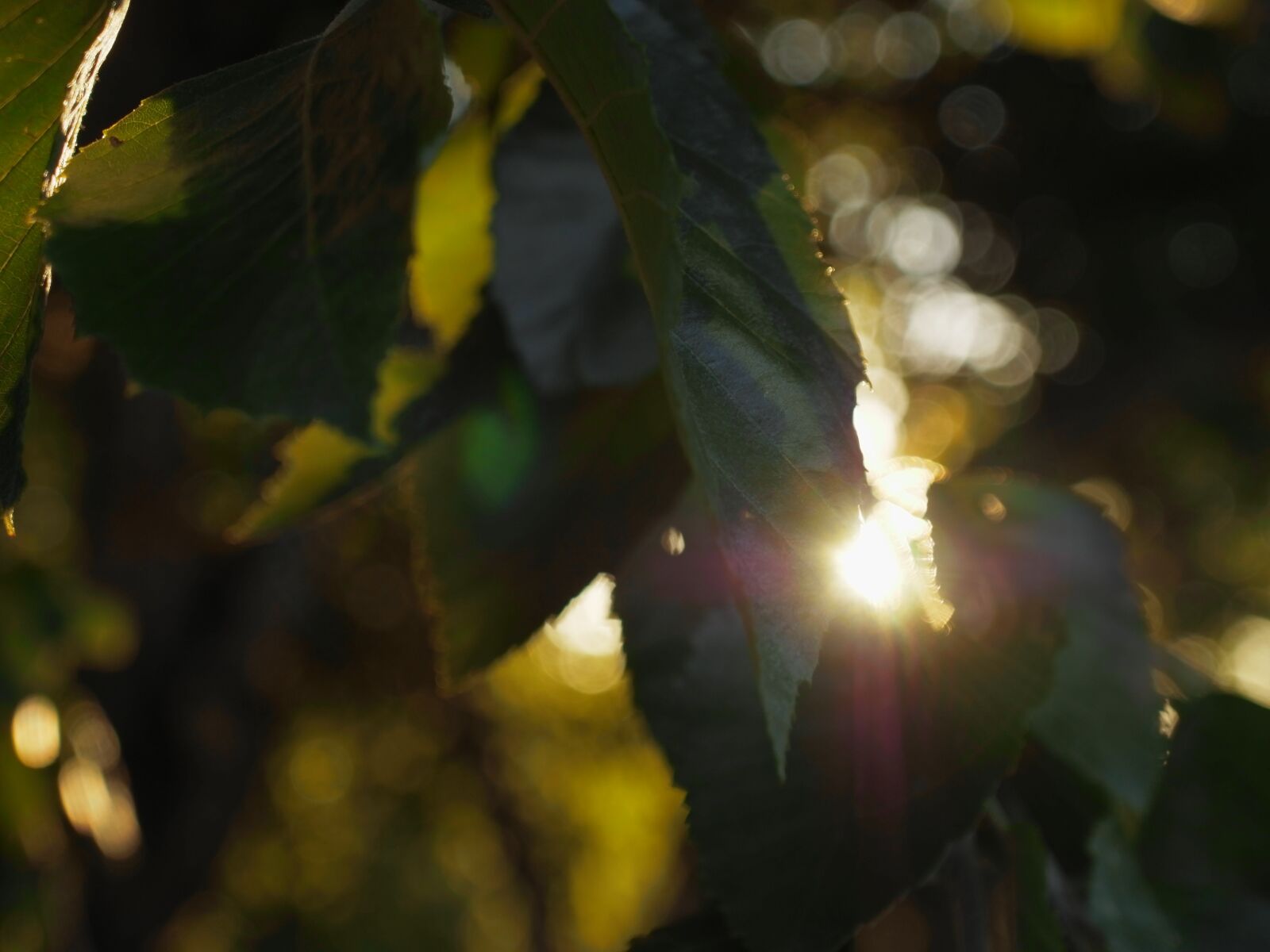 YI TECHNOLOGY M1 sample photo. Sun, leaves, tree photography
