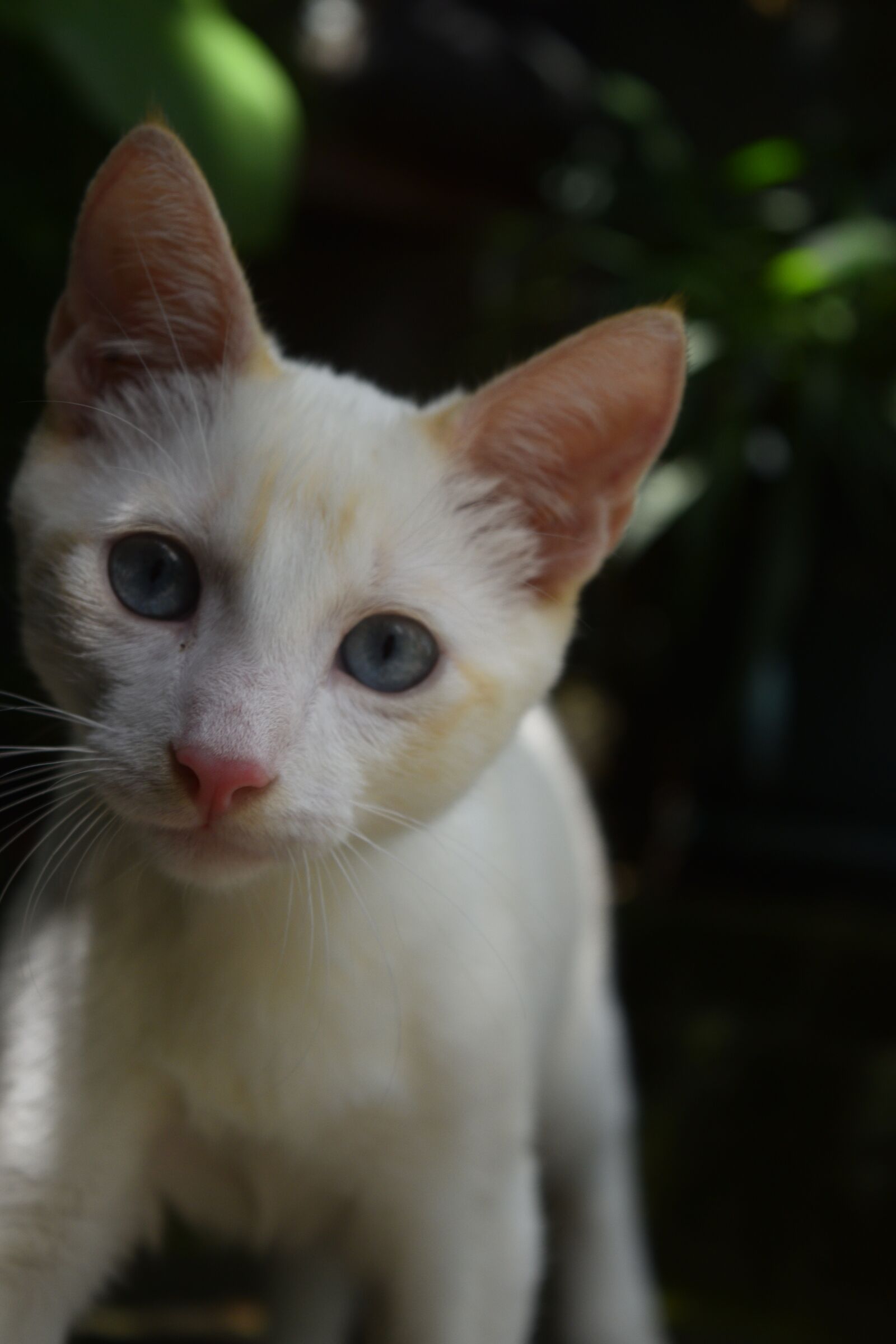 Nikon D3300 sample photo. Cat, feline, animal photography