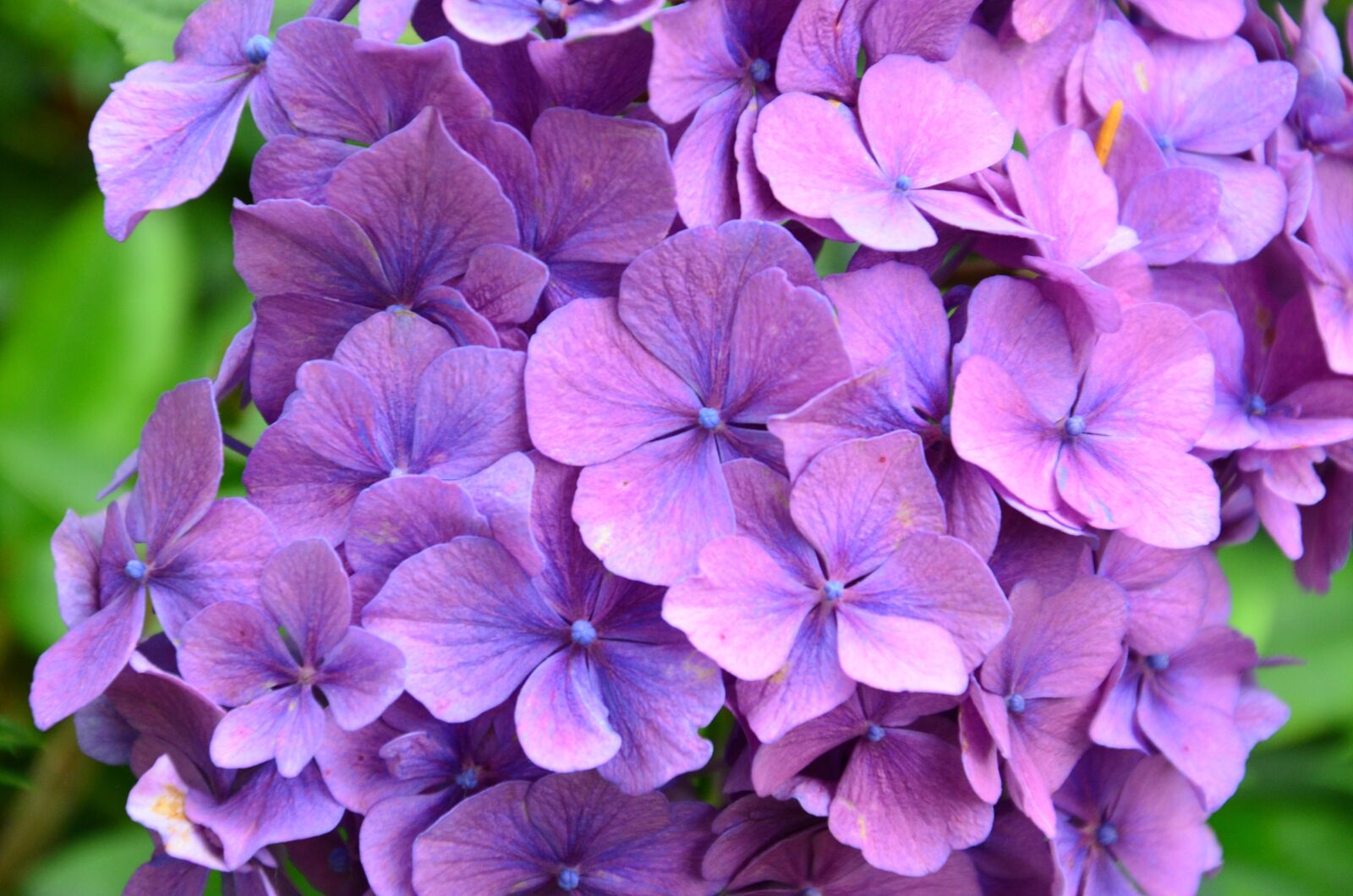 Nikon D5100 sample photo. Hydrangeas, flowers, nature photography