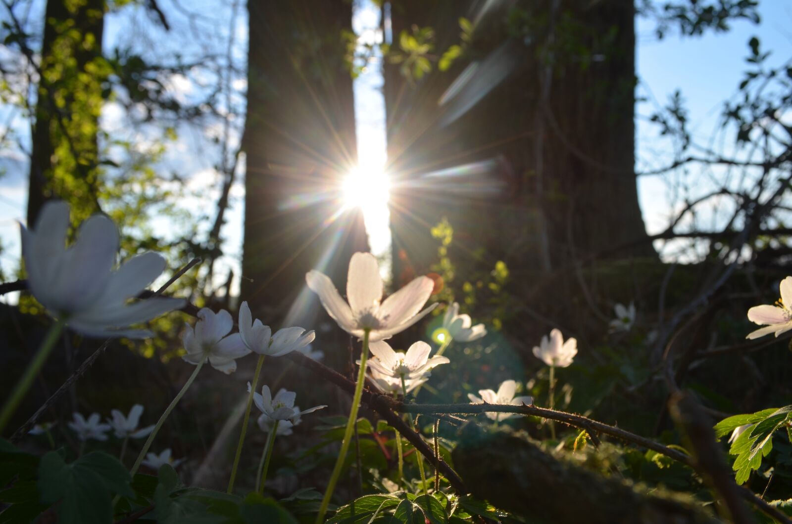 Nikon D5100 sample photo. Sunbeam, forest, sun photography