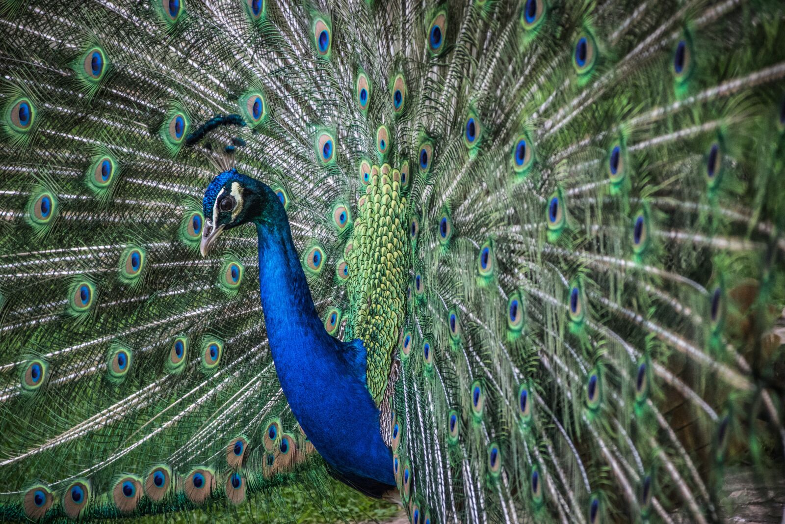 Nikon D5300 sample photo. Peacock, feather, bird photography