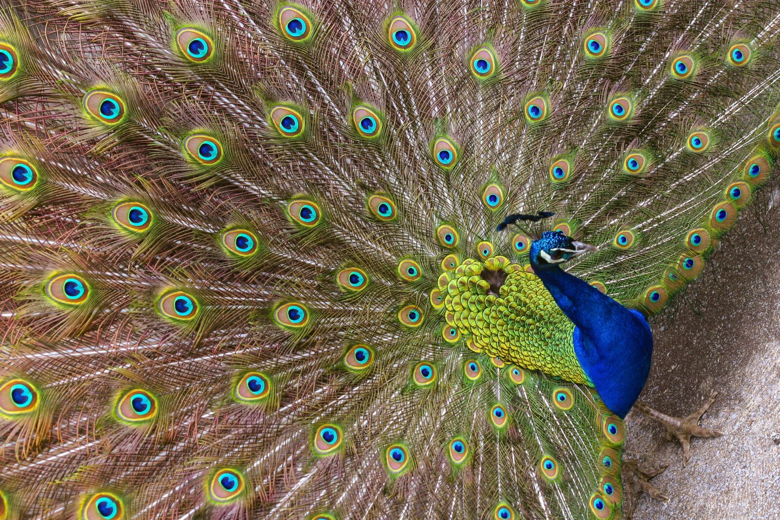 Canon EOS D60 sample photo. Peacock, feather, bird photography