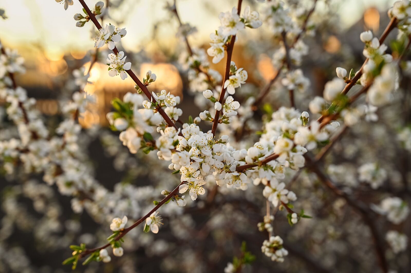 Nikon Nikkor Z 24-70mm F4 S sample photo. Plum, bloom, tree photography