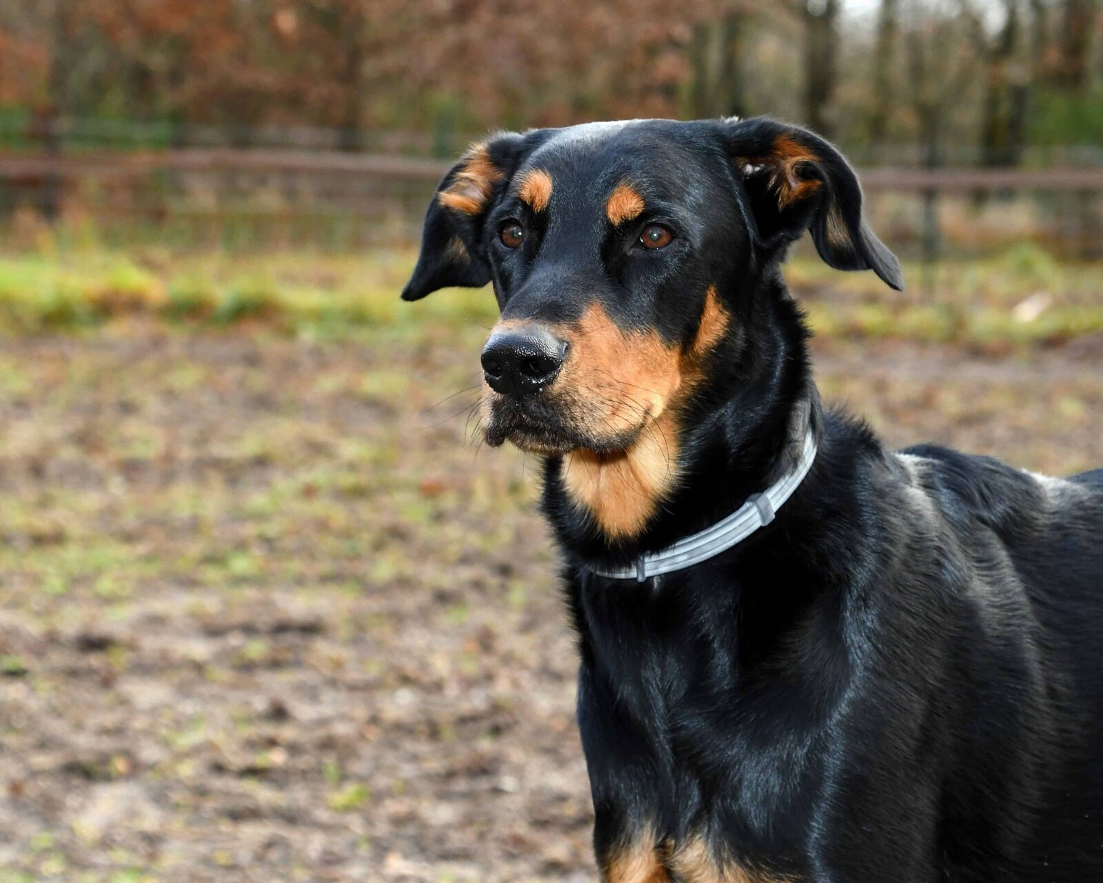 Nikon D500 sample photo. Canine, cute, portrait, black photography