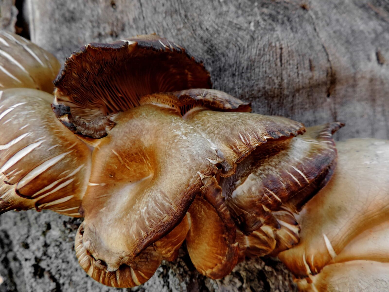 Nikon Coolpix P520 sample photo. Nature, food, fungus, mushroom photography