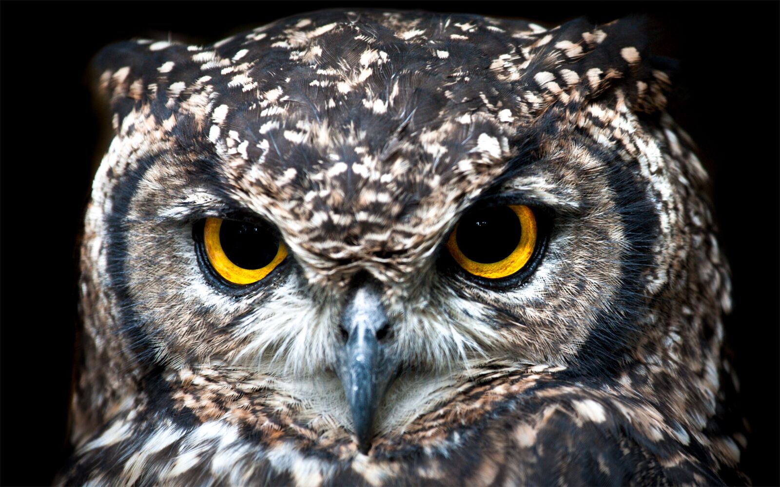 Canon EOS-1D Mark II N sample photo. Spotted eagle owl, portrait photography