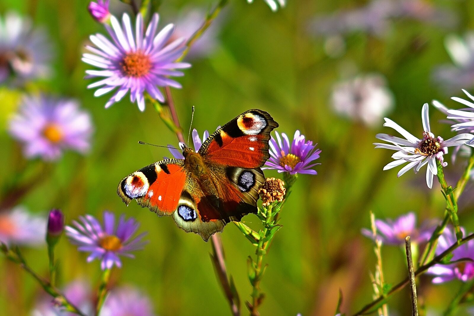 Nikon D5200 sample photo. Nature, butterfly, peacock butterfly photography