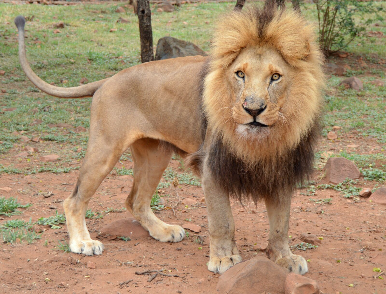 Nikon D3200 sample photo. Mammal, animal, lion photography