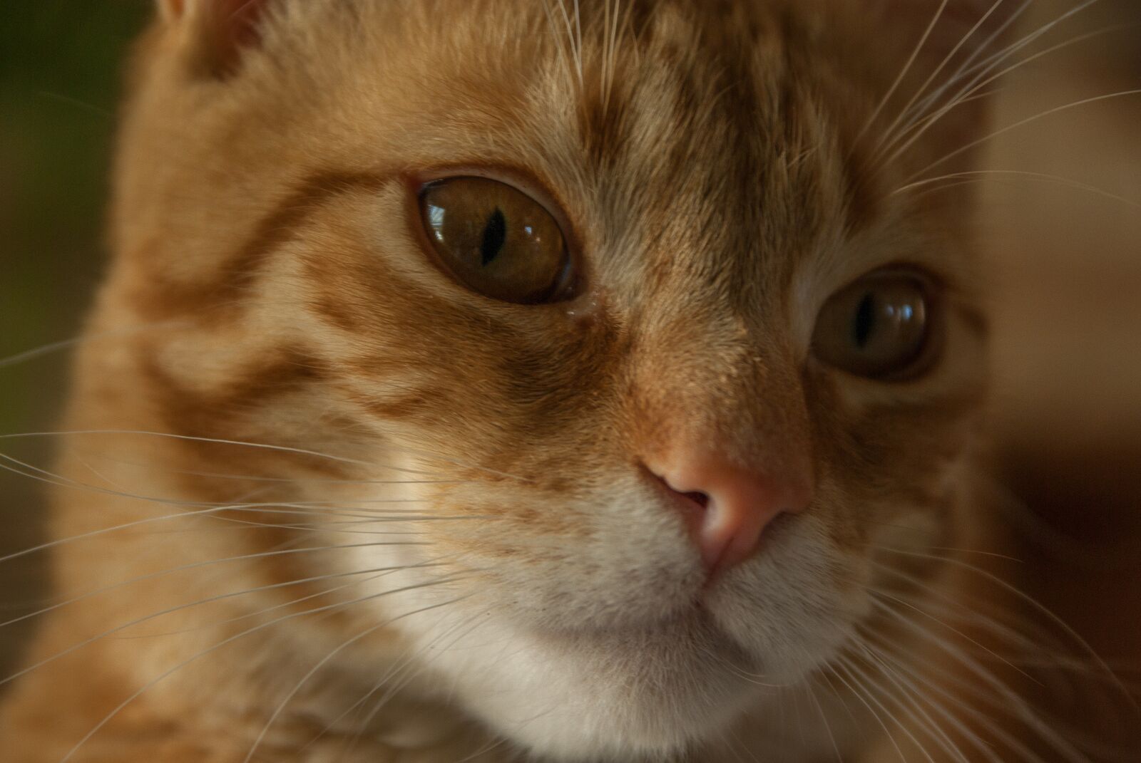 Pentax K10D sample photo. Cat, moustache, feline photography
