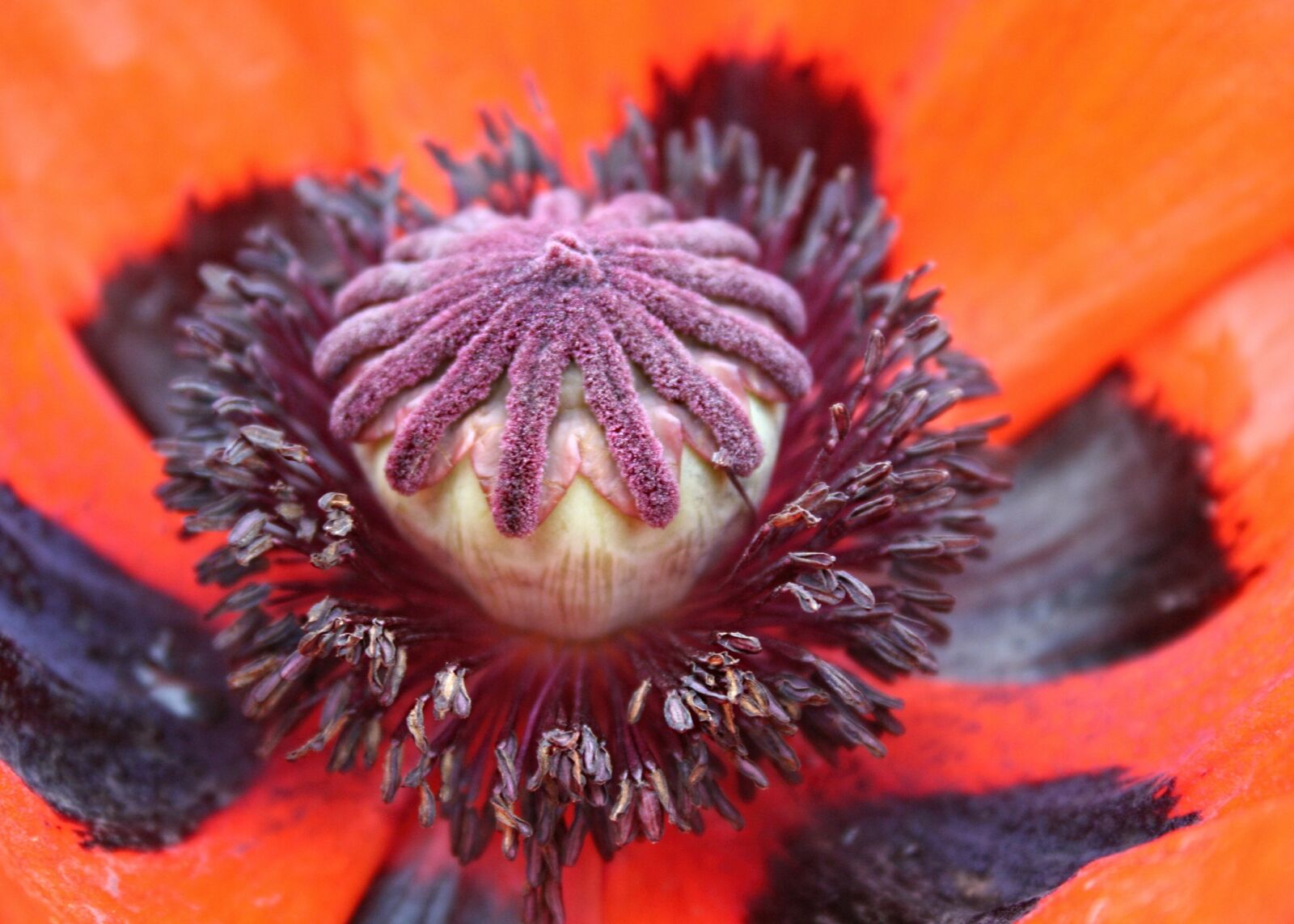 Canon EOS 350D (EOS Digital Rebel XT / EOS Kiss Digital N) sample photo. Poppy, macro, red photography