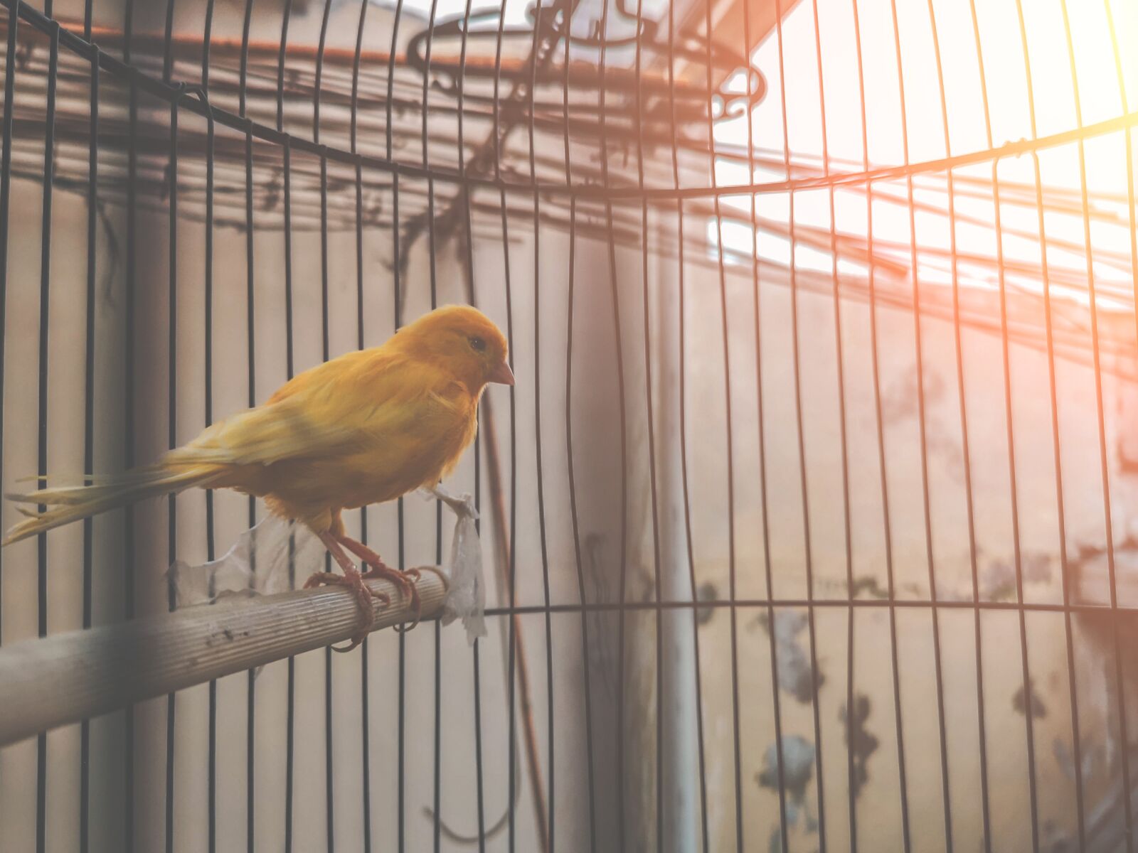 HUAWEI CLT-L29 sample photo. Cute, closeup, bird contest photography