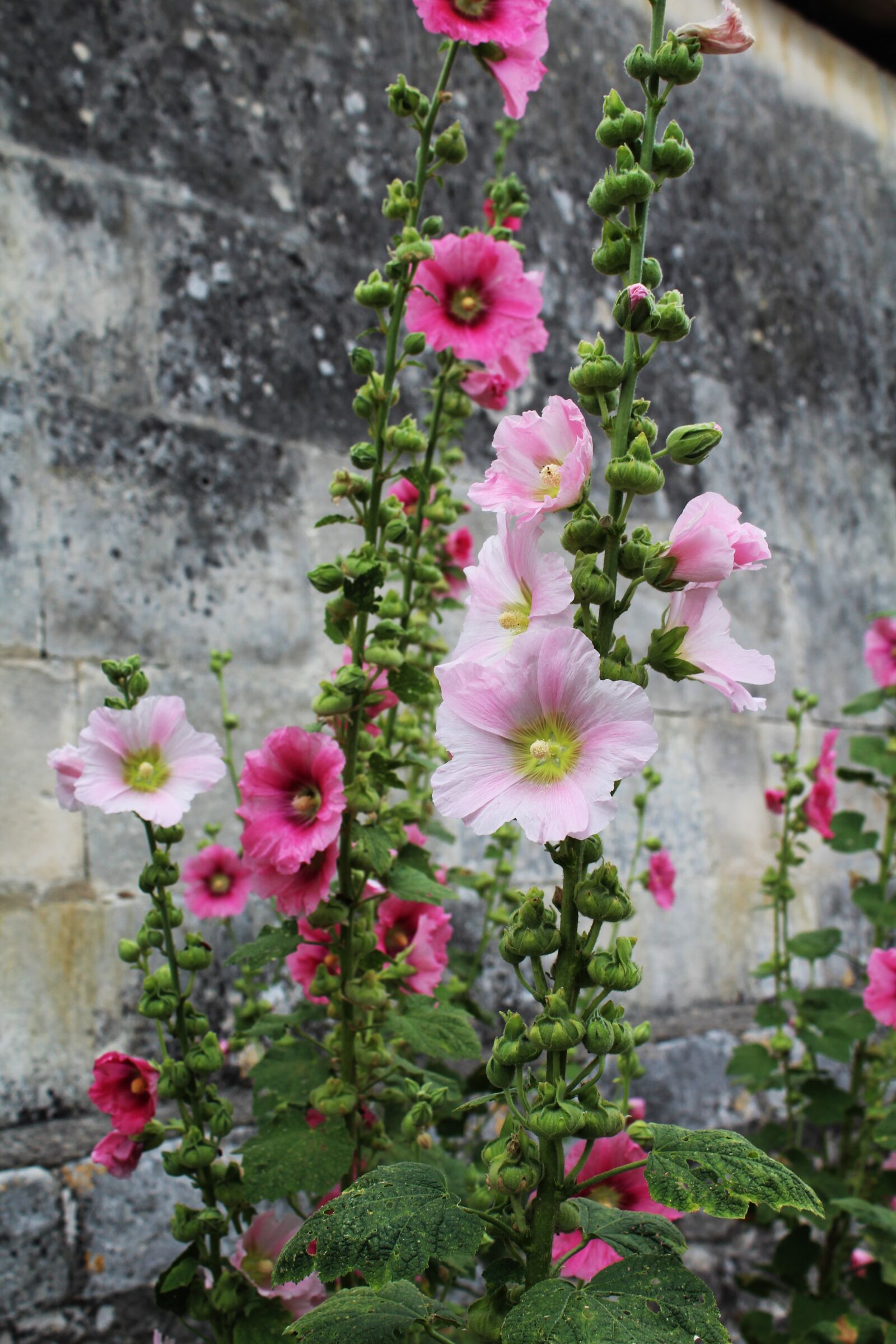 Canon EOS 1200D (EOS Rebel T5 / EOS Kiss X70 / EOS Hi) sample photo. Hollyhock, passerose, pink photography