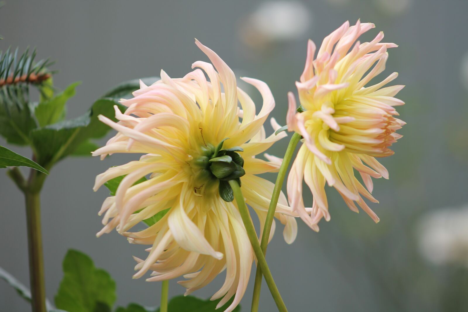 Canon EF 75-300mm f/4-5.6 sample photo. Flowers, flower, garden photography