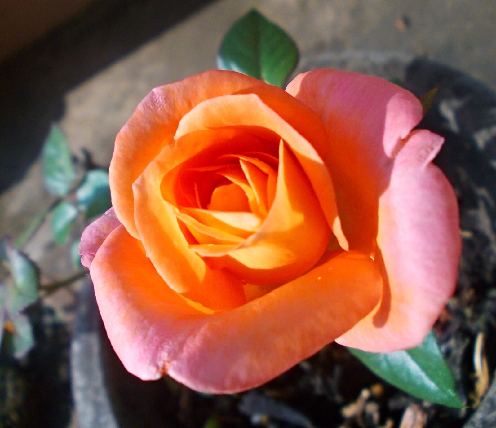 Nikon COOLPIX L23 sample photo. Beauty, of, a, rose photography