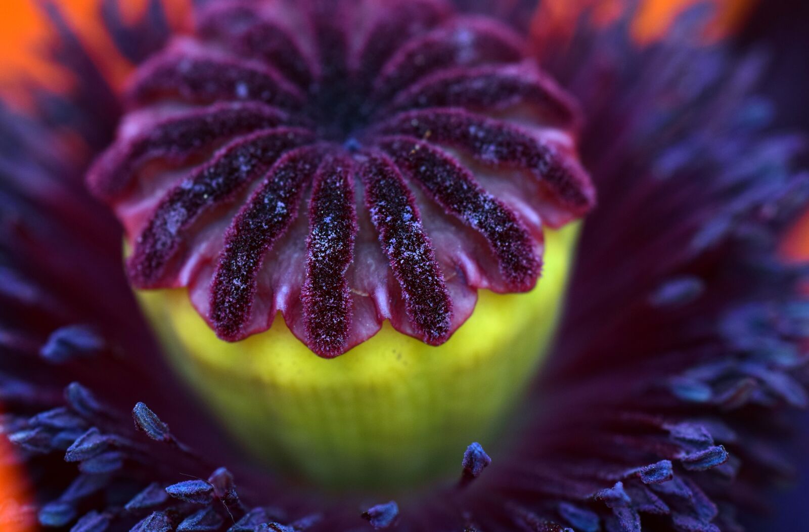 Nikon D3300 sample photo. Poppy, poppy capsule, blossom photography
