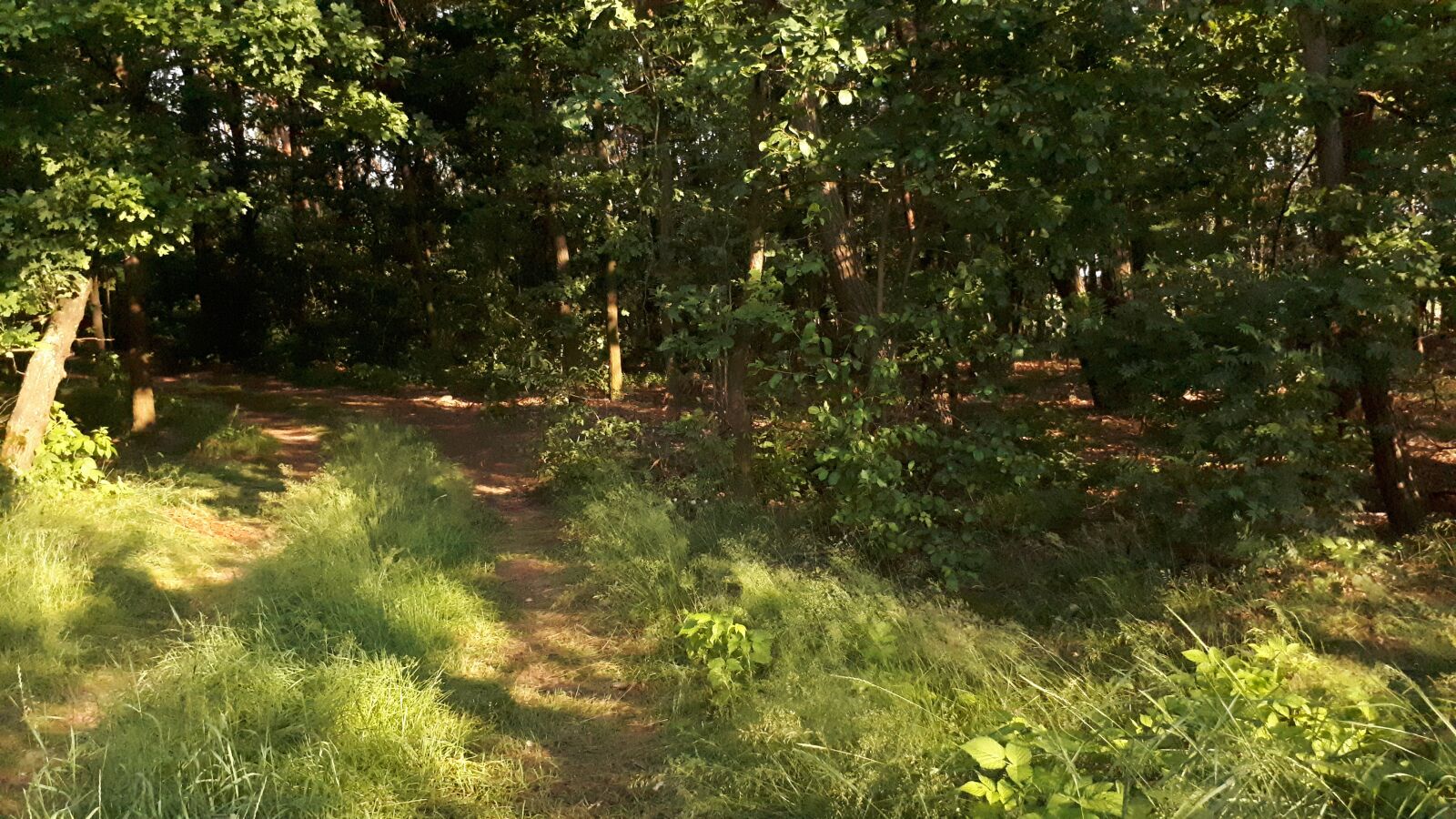 Samsung Galaxy A5(2017) sample photo. Forest, way, tree photography