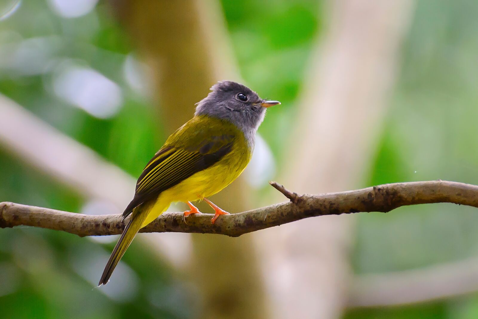Nikon D7100 sample photo. Birds, yellow, twigs photography