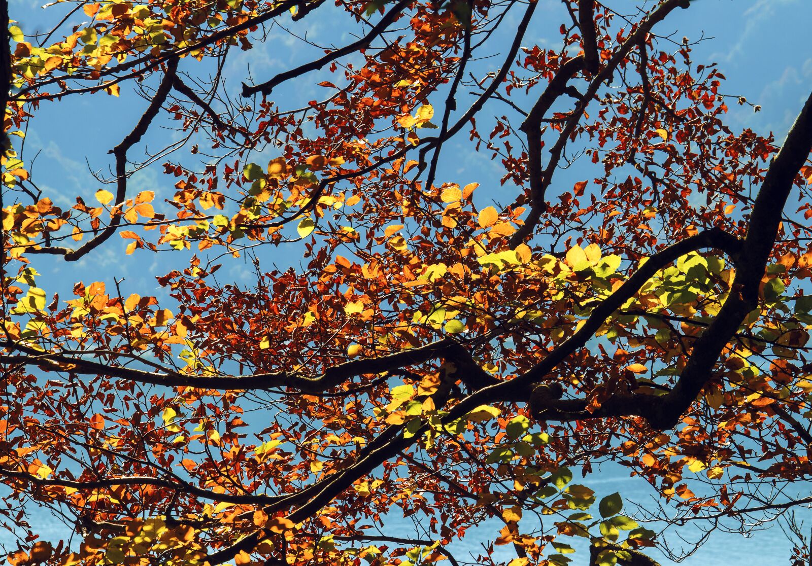 Canon EF-S 55-250mm F4-5.6 IS STM sample photo. Fall foliage, autumn, leaves photography