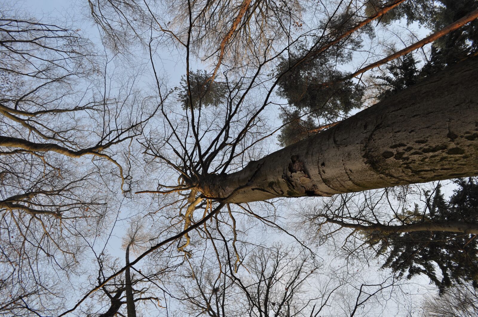 Nikon D5000 sample photo. Trees, sky, kahl photography
