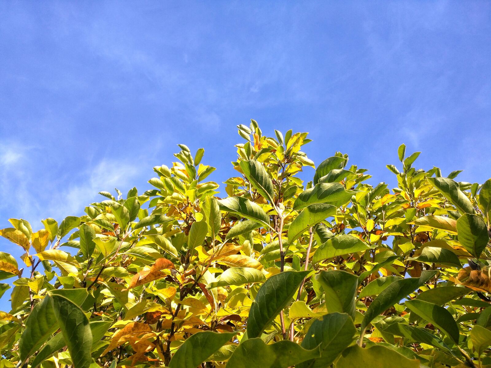 Motorola Nexus 6 sample photo. Leaves, tree, sky photography