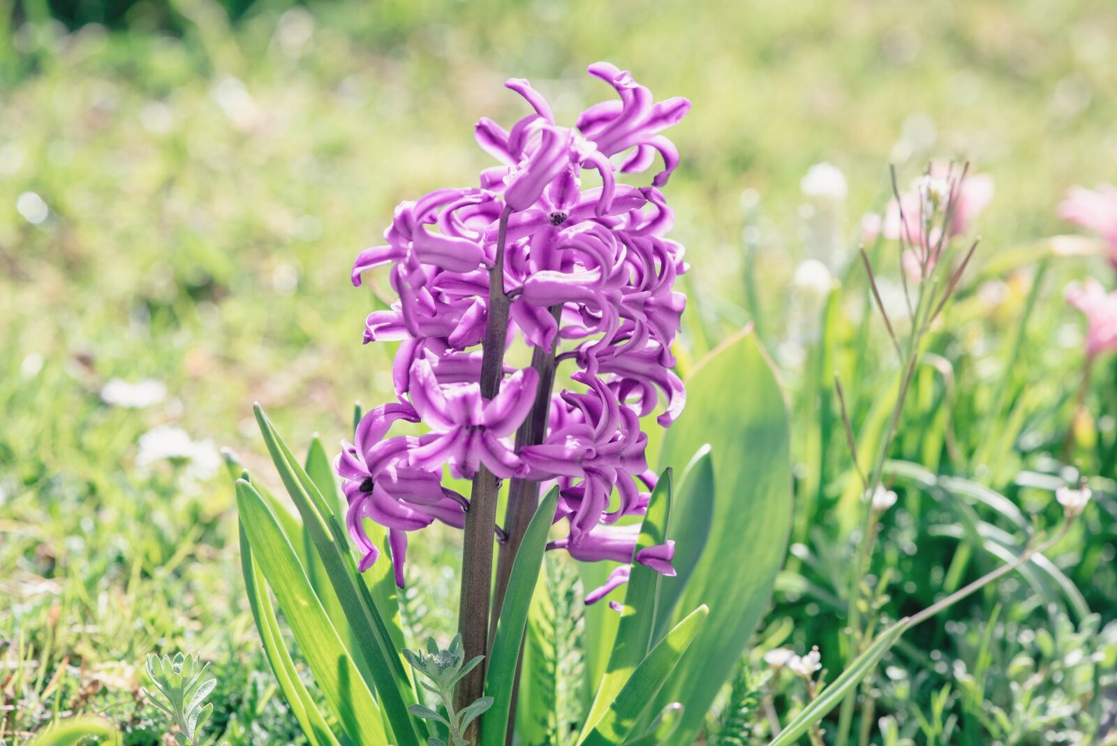 Nikon D750 sample photo. Hyacinth, flower, blossom photography