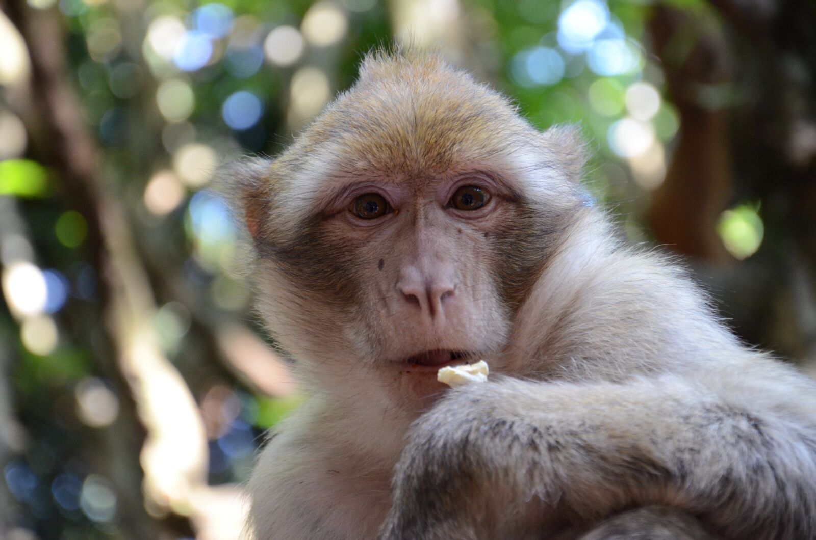 Nikon D7000 sample photo. Monkey, face, zoo photography