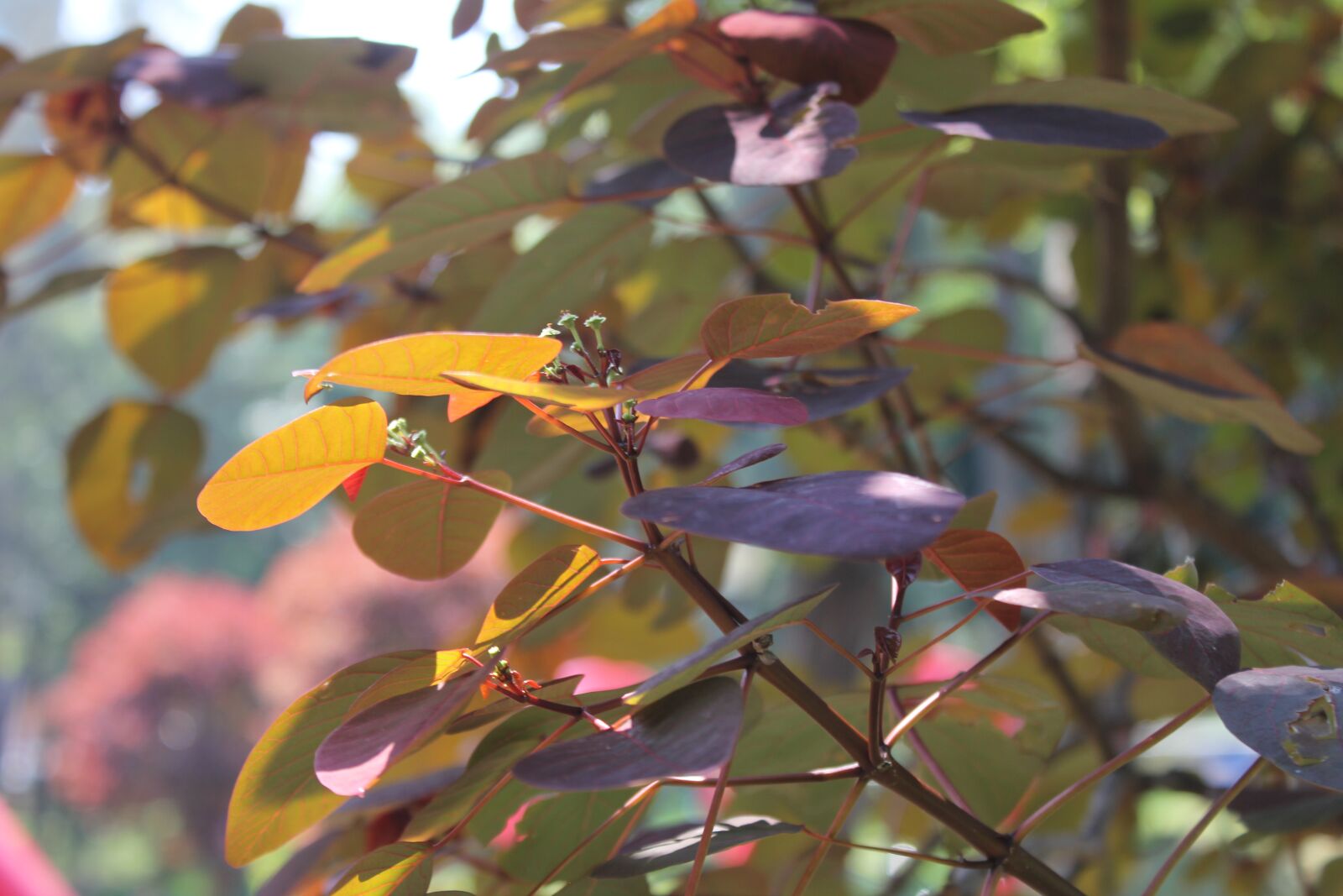 Canon EOS 550D (EOS Rebel T2i / EOS Kiss X4) sample photo. Leaves, tree, trees photography