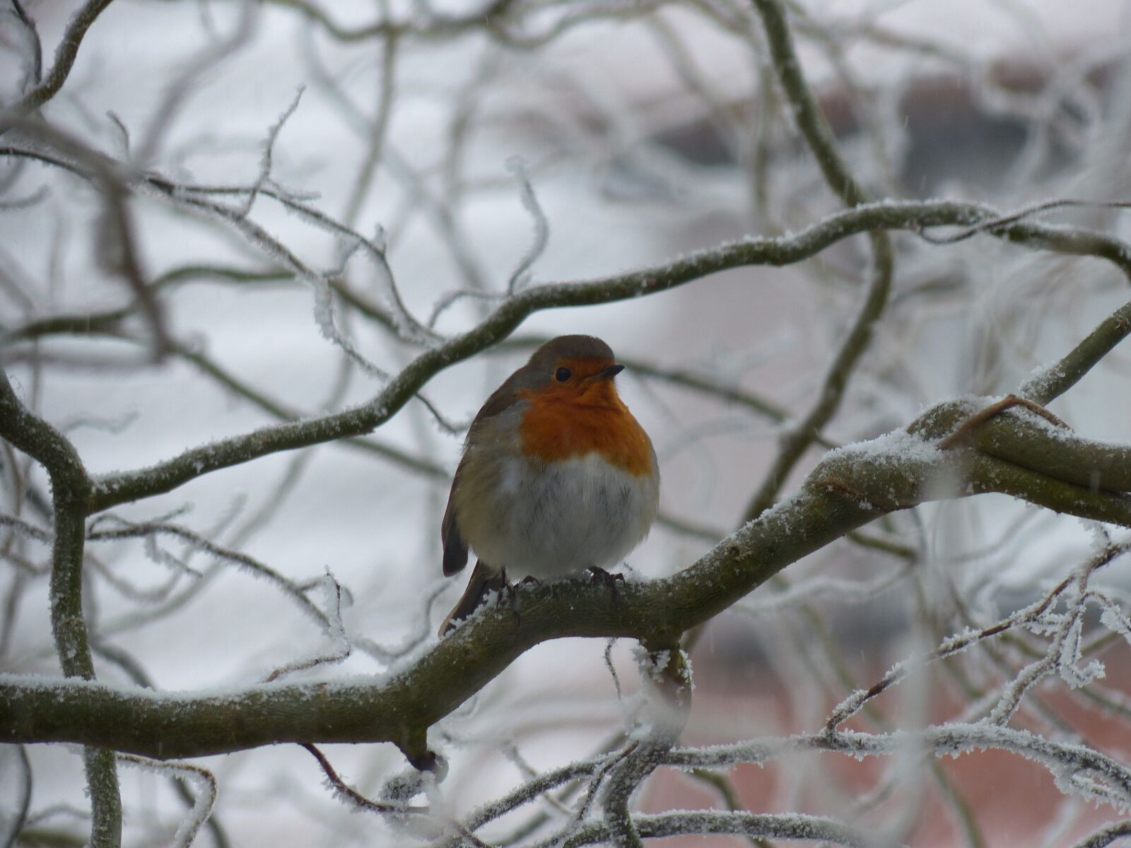 Panasonic Lumix DMC-FZ200 sample photo. Robin, bird, nature photography