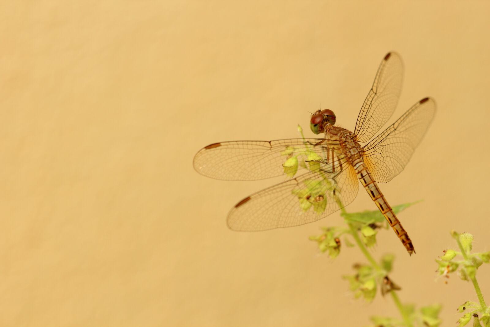 Canon EOS 600D (Rebel EOS T3i / EOS Kiss X5) + Canon EF 100mm F2.8 Macro USM sample photo. Dragonfly, yellow, flower photography