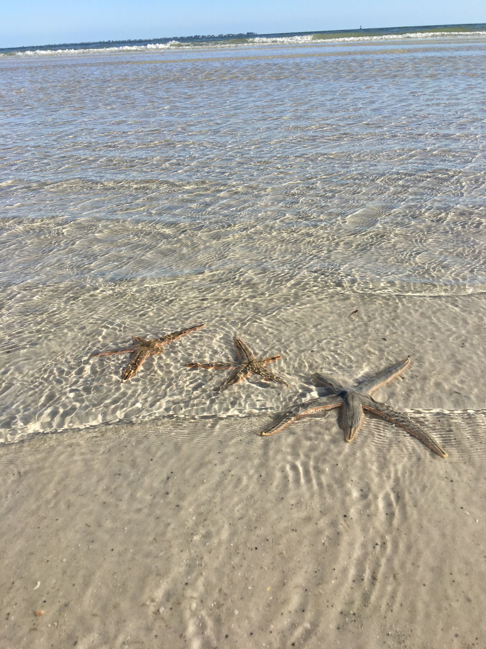 Apple iPhone 6s Plus sample photo. Sea creature, sea life photography