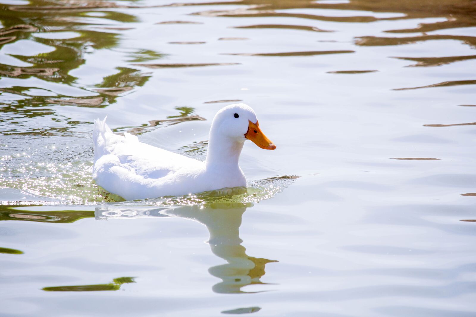 Canon EOS 700D (EOS Rebel T5i / EOS Kiss X7i) sample photo. Water, bird, duck photography