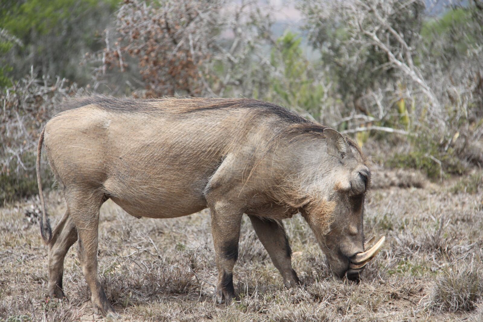 Canon EOS 50D sample photo. Warthog, safari, south africa photography