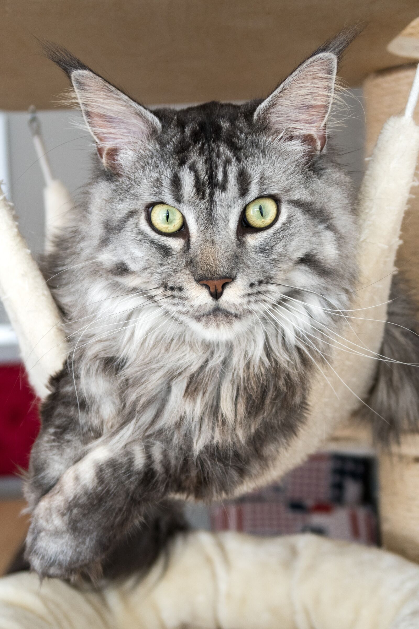 Canon PowerShot G7 X Mark II sample photo. Cat, animal, cat's eyes photography