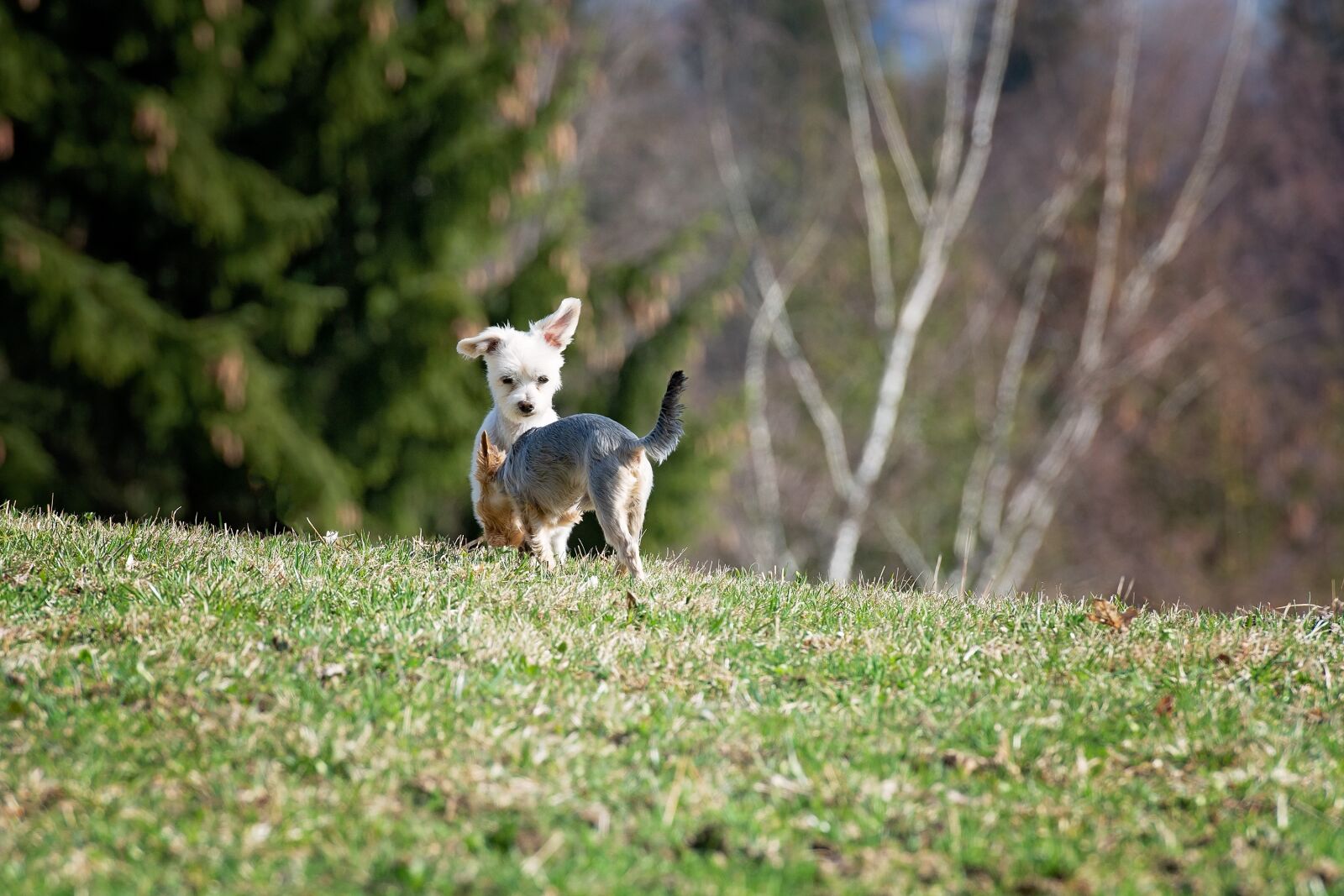 Nikon D7100 sample photo. Dogs, out, meadow photography