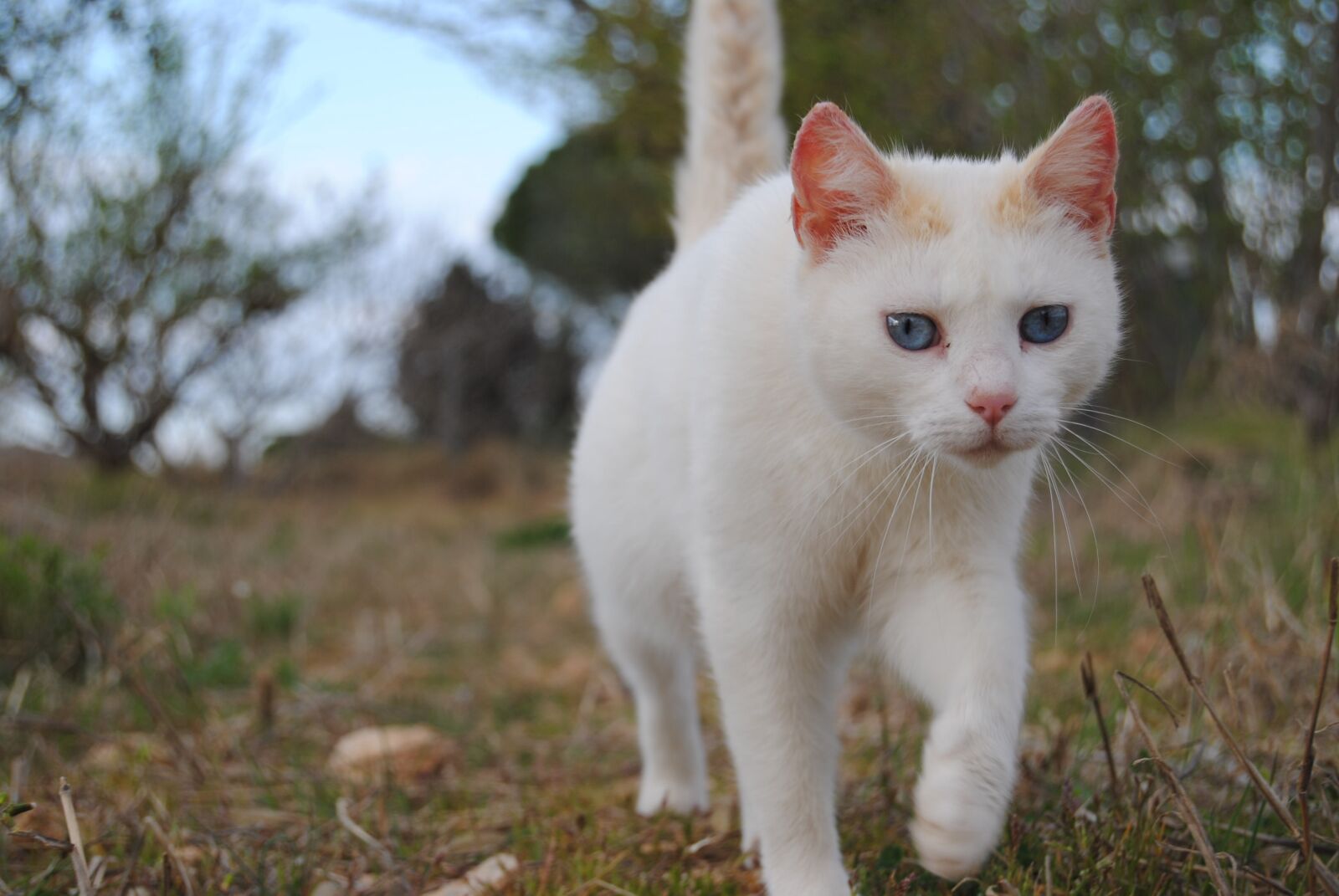Nikon D3000 sample photo. Animalia, nice, nature photography