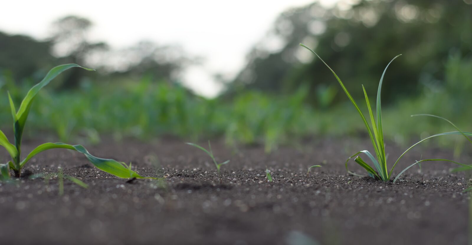 Nikon D7200 sample photo. Grass, small, nature photography
