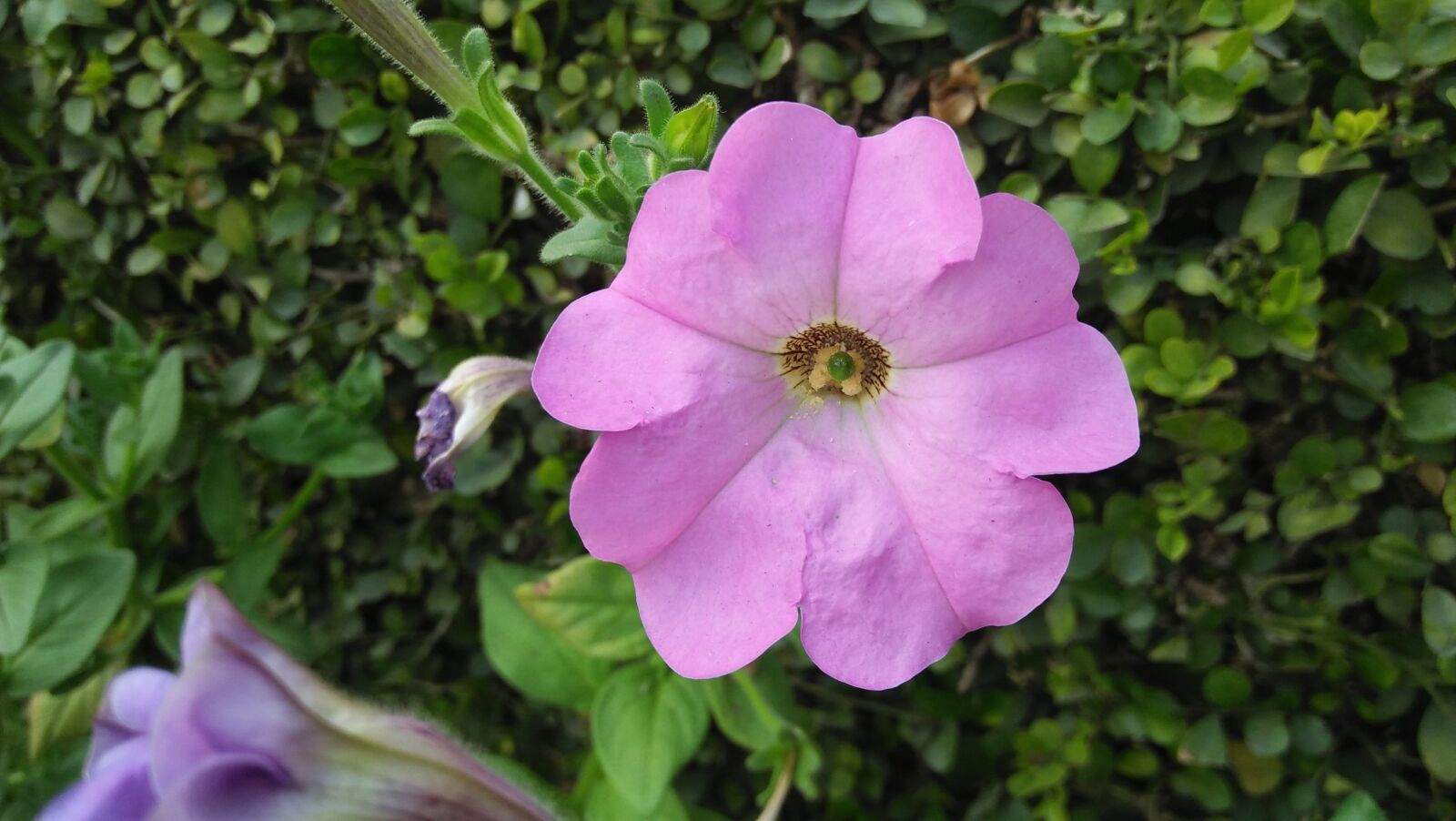 OPPO A37fw-International sample photo. Flower, tree, grass photography