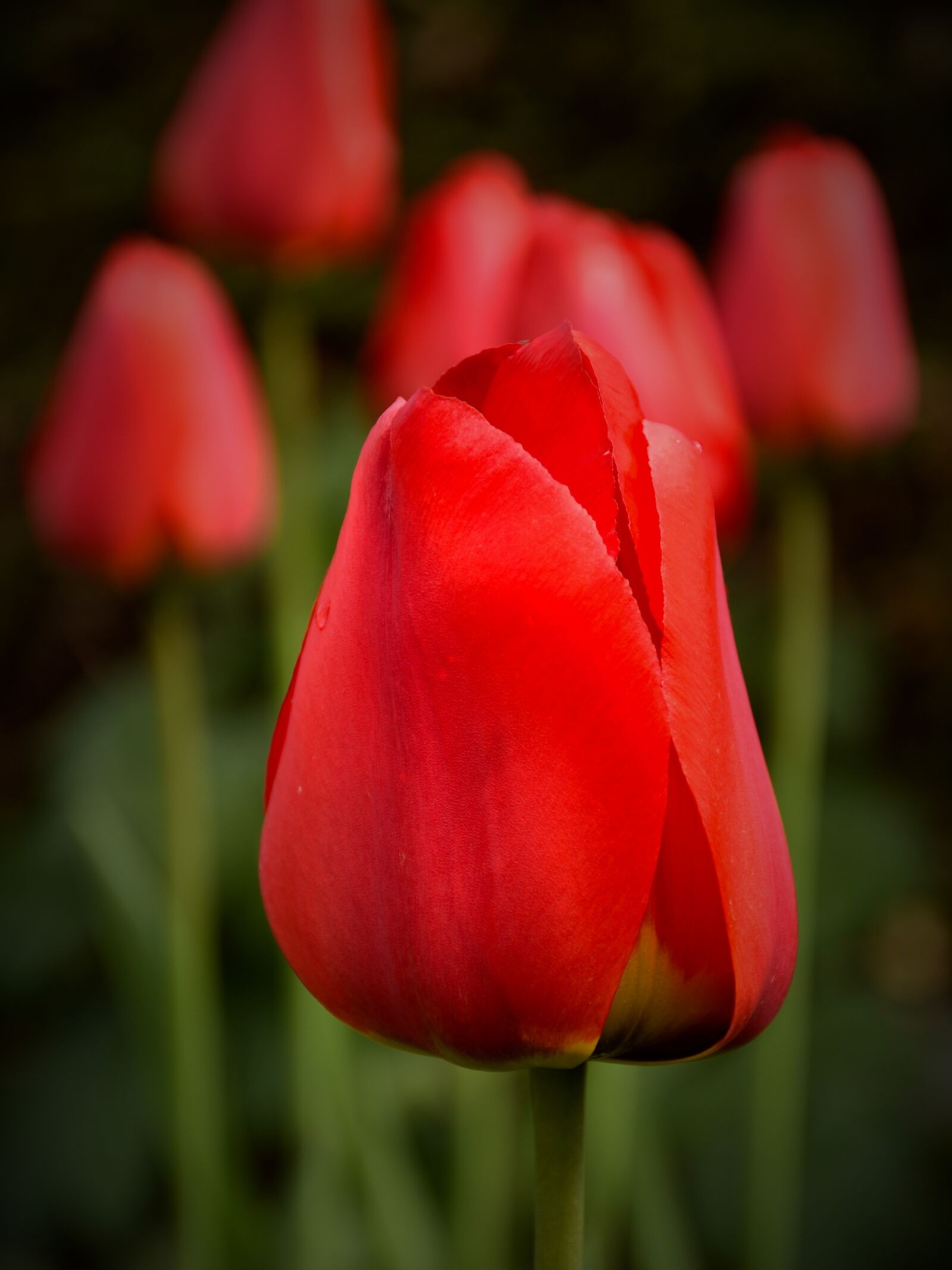 Nikon D5500 sample photo. Tulip, plant, flowers photography