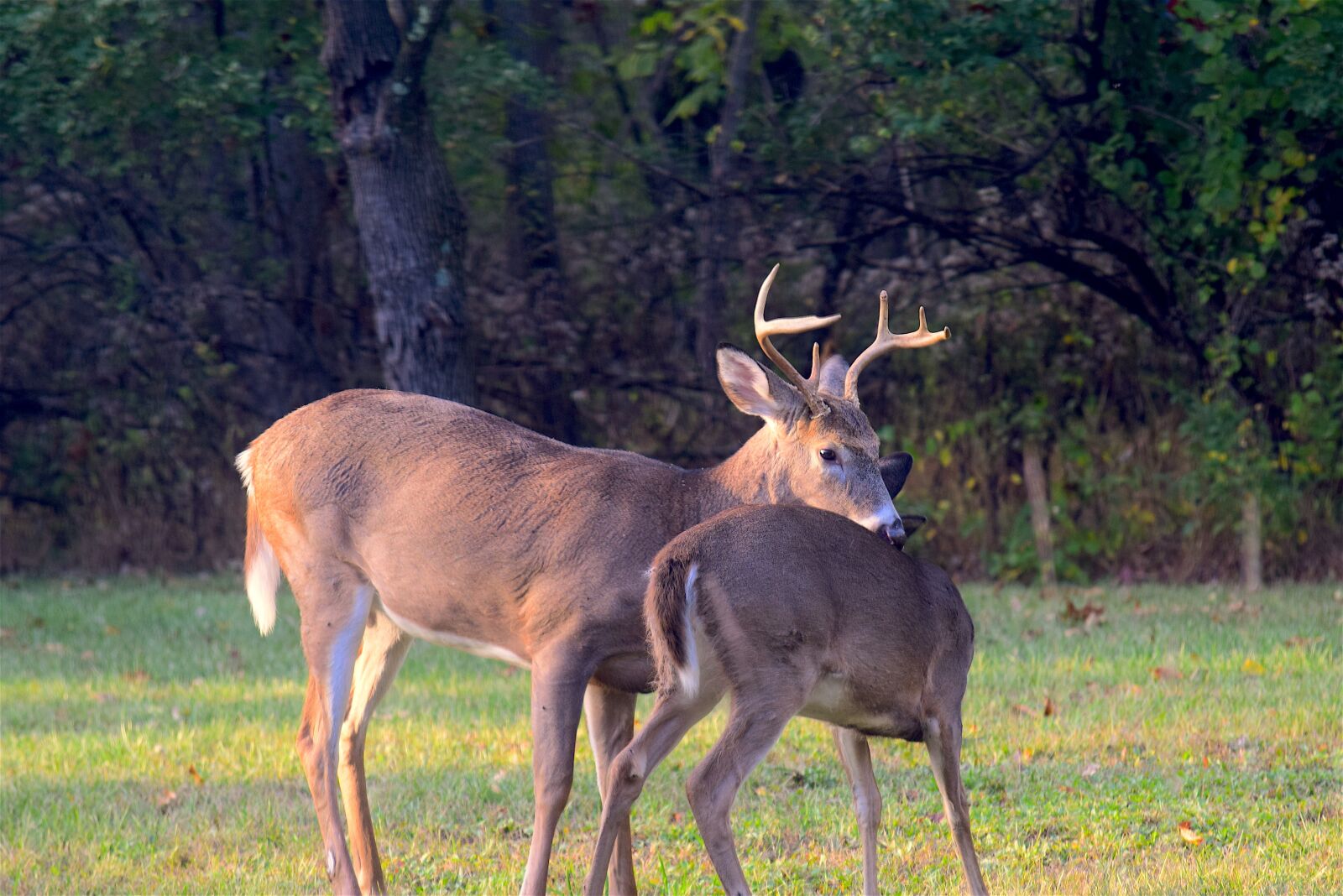 Nikon D3300 sample photo. Deer, buck, antlers photography