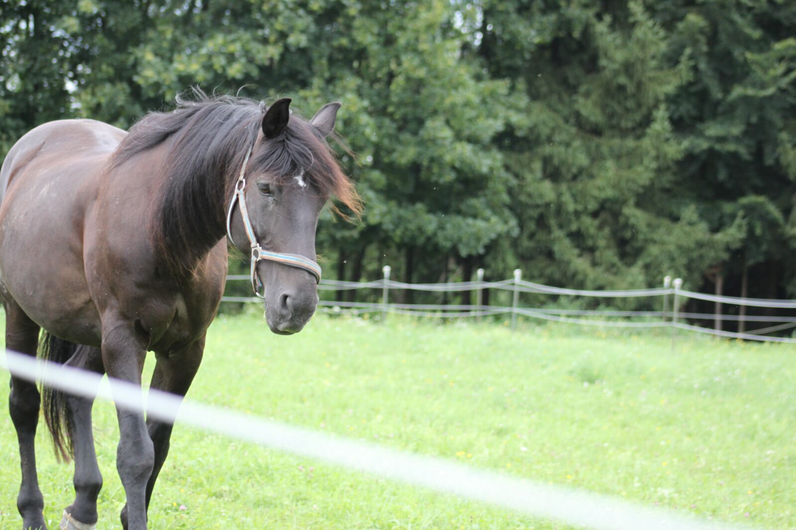Canon EOS 500D (EOS Rebel T1i / EOS Kiss X3) sample photo. Horse, brown, animal photography