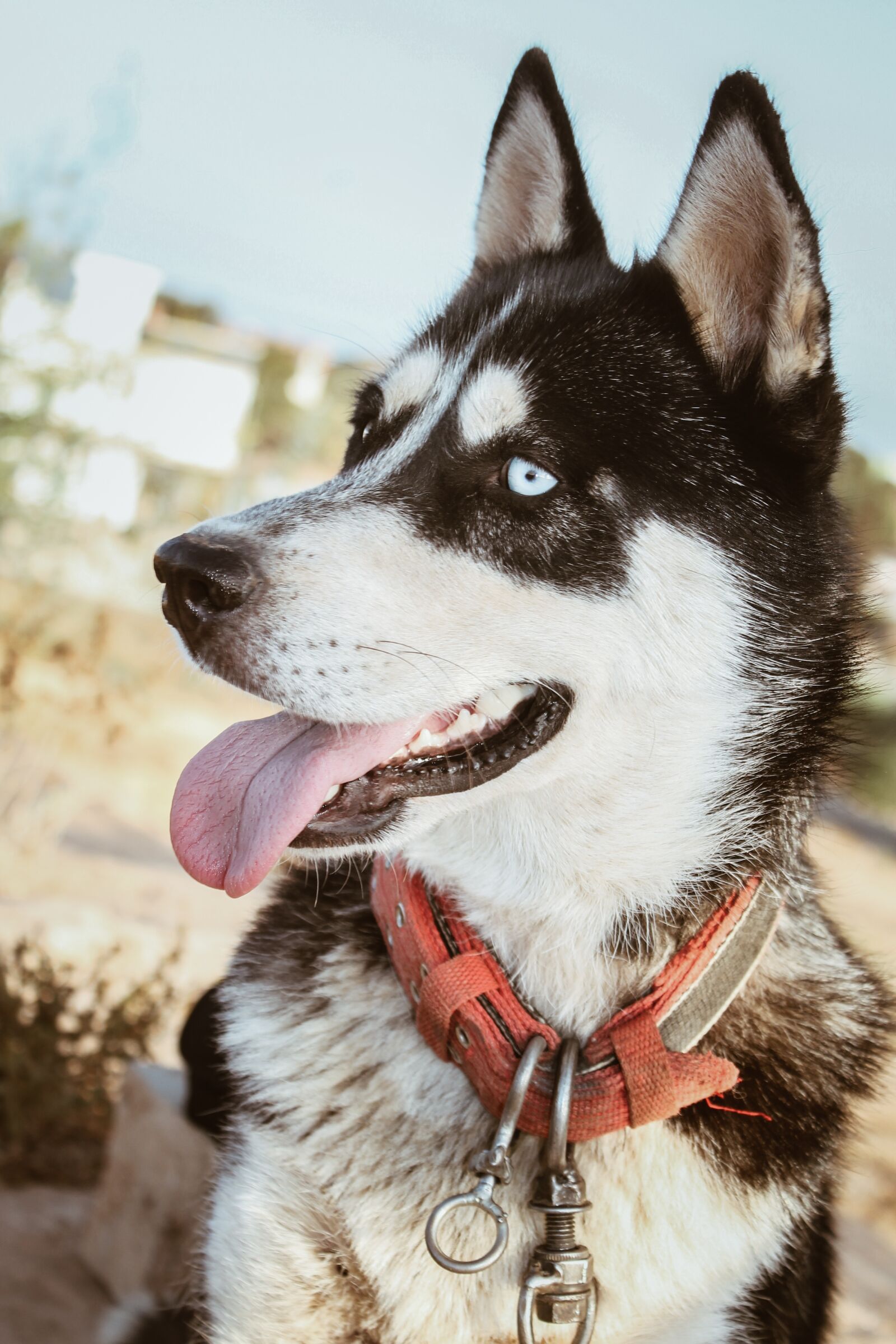 Canon EOS 1100D (EOS Rebel T3 / EOS Kiss X50) sample photo. Husky, dog, bela photography