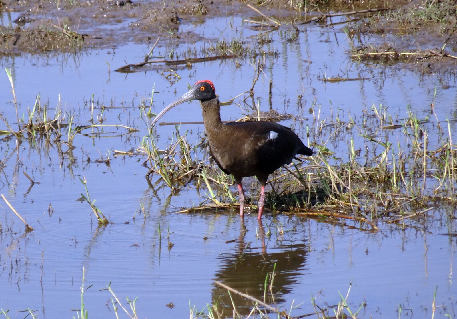 Sony Cyber-shot DSC-HX90V sample photo. Bird, red-naped ibis, pseudibis photography