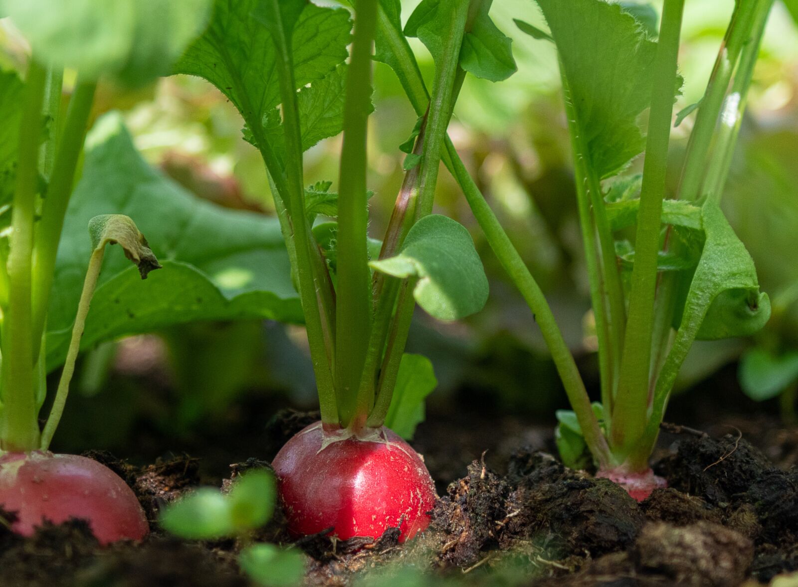 Pentax K-S2 + smc PENTAX-FA 28-80mm F3.5-5.6 sample photo. Radishes, vegetables, root photography