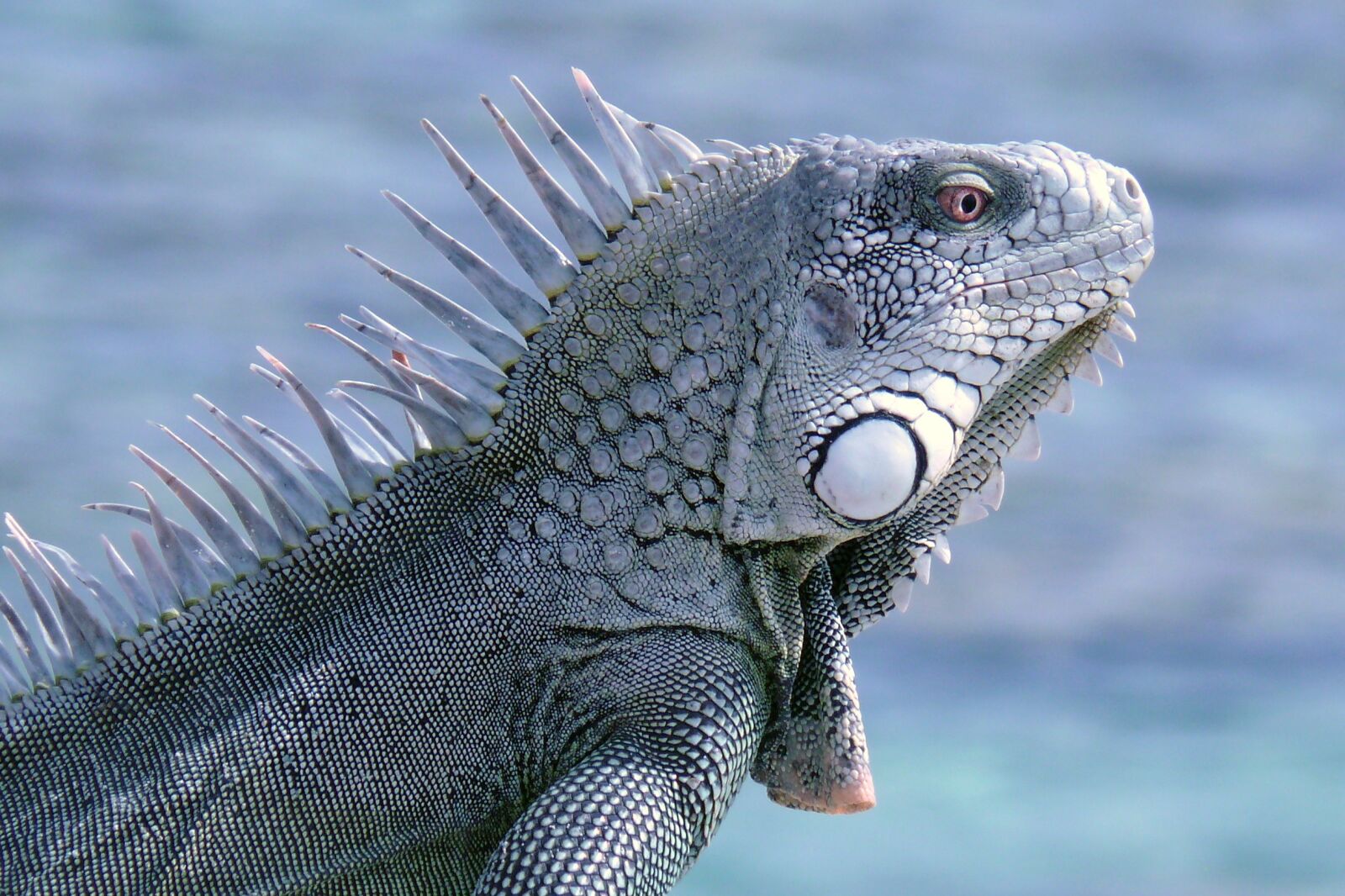 Panasonic DMC-FZ50 sample photo. Bonaire, iguana, reptile photography