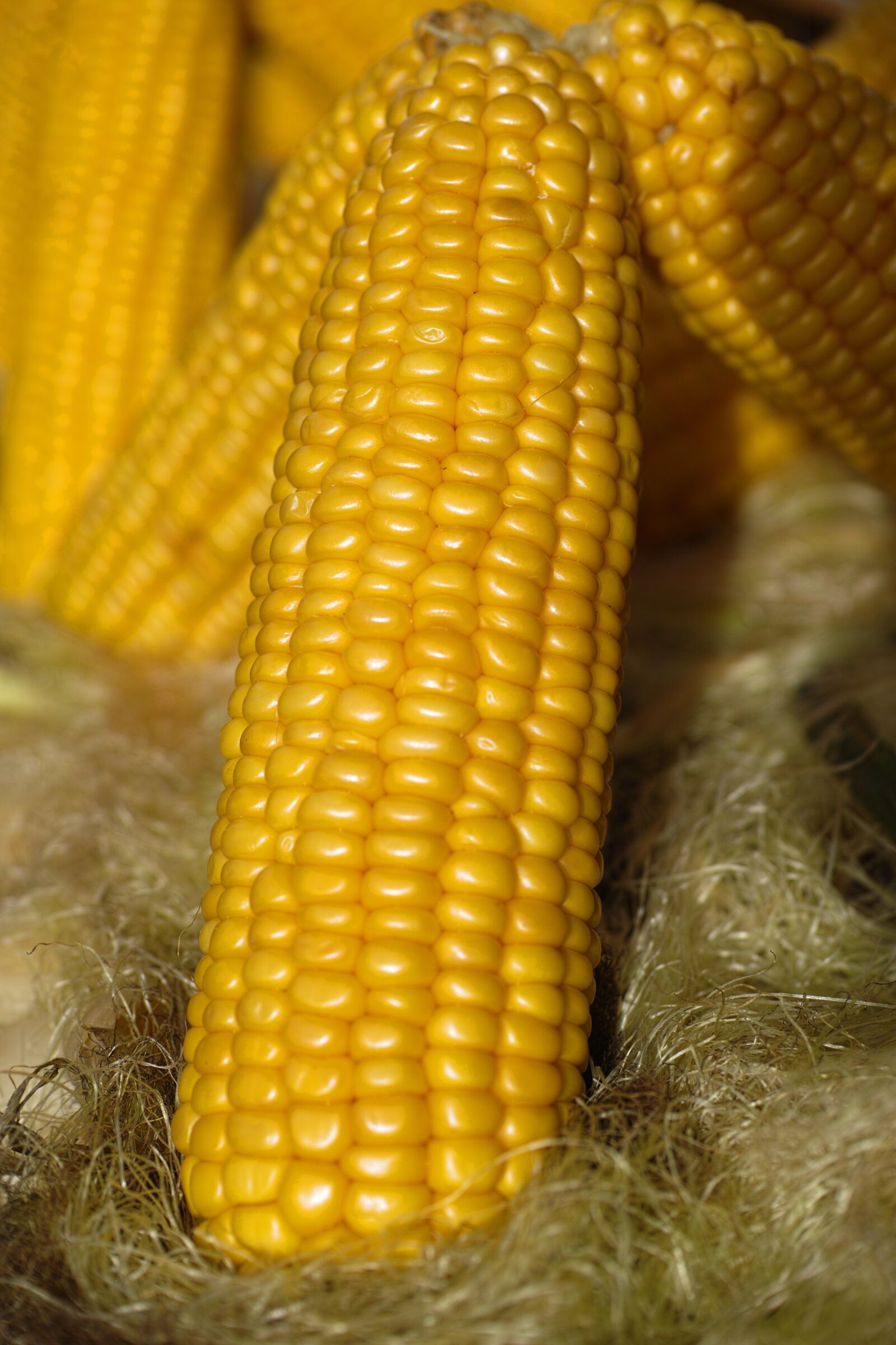 Sigma DP3 Merrill sample photo. Corn cobs, egypt, baked photography
