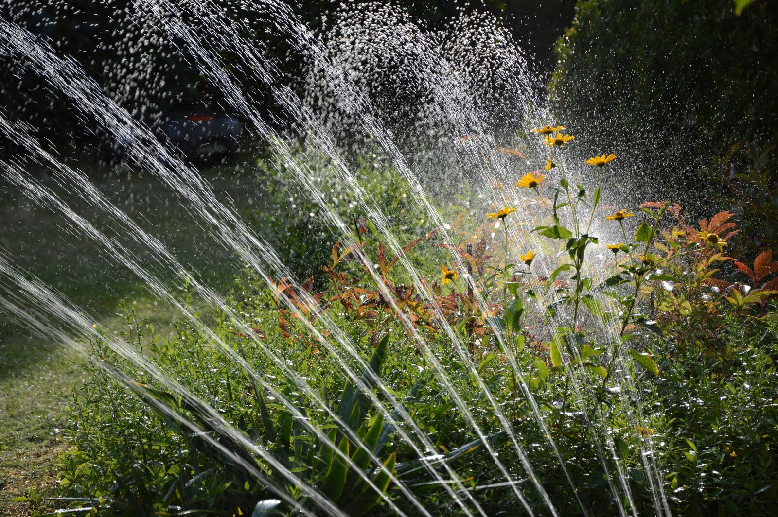 Nikon D3200 sample photo. Garden, irrigation, water photography