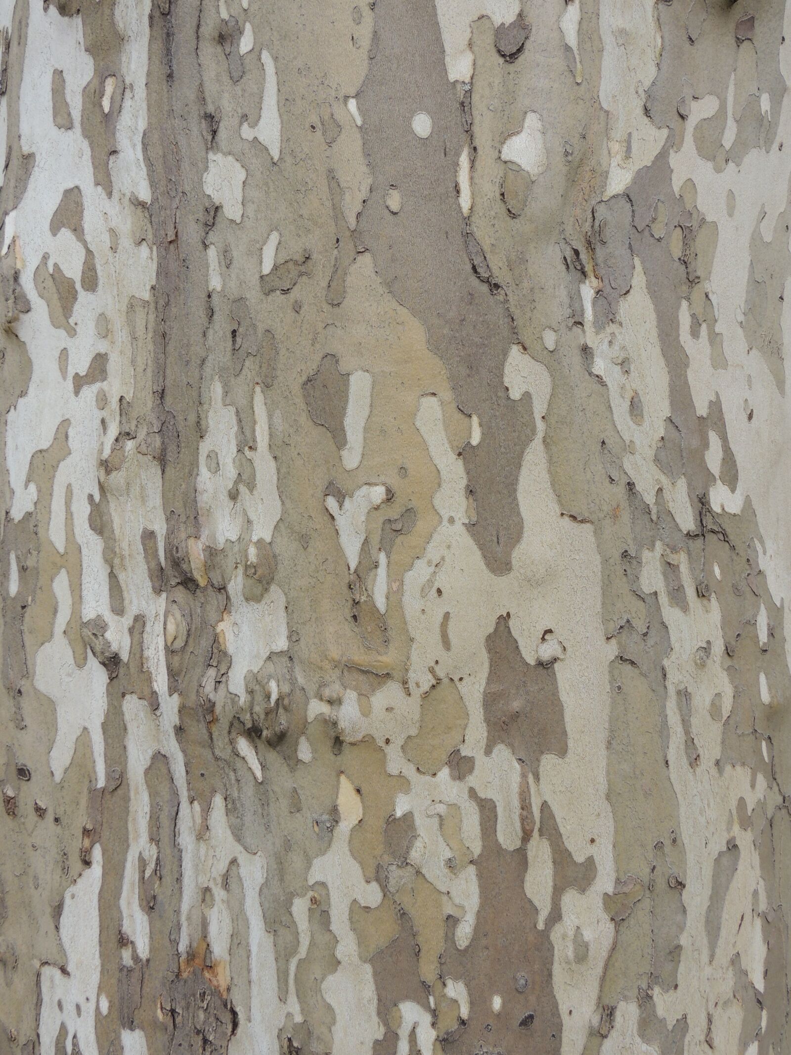 Nikon Coolpix P510 sample photo. Bark, camouflage, tree photography