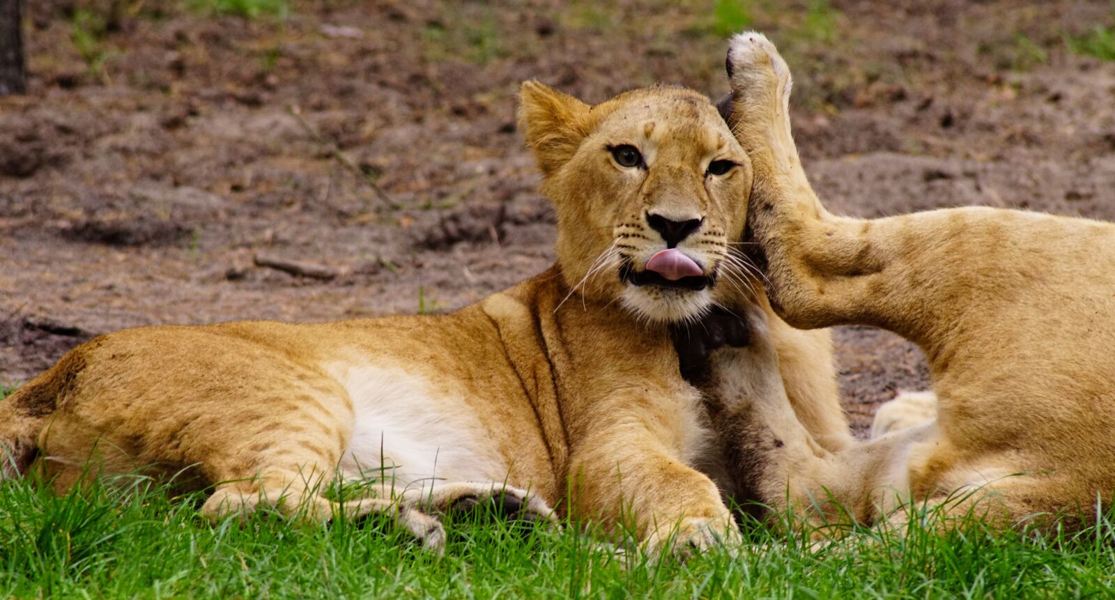 Sony ILCA-77M2 sample photo. Play, lion, cat photography
