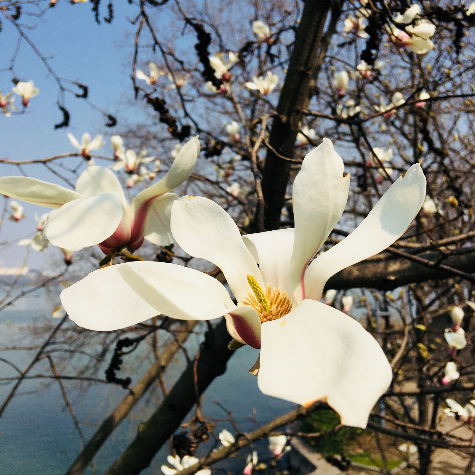 Apple iPhone 6s Plus sample photo. Flower, plant, branch photography